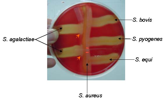 A) The CAMP test for identification of Group B streptococcus