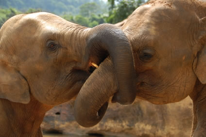 Elephants kissing