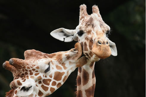 Giraffes Kissing