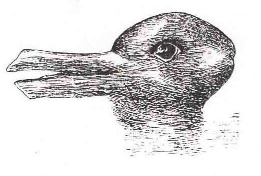 Rabbit-Duck