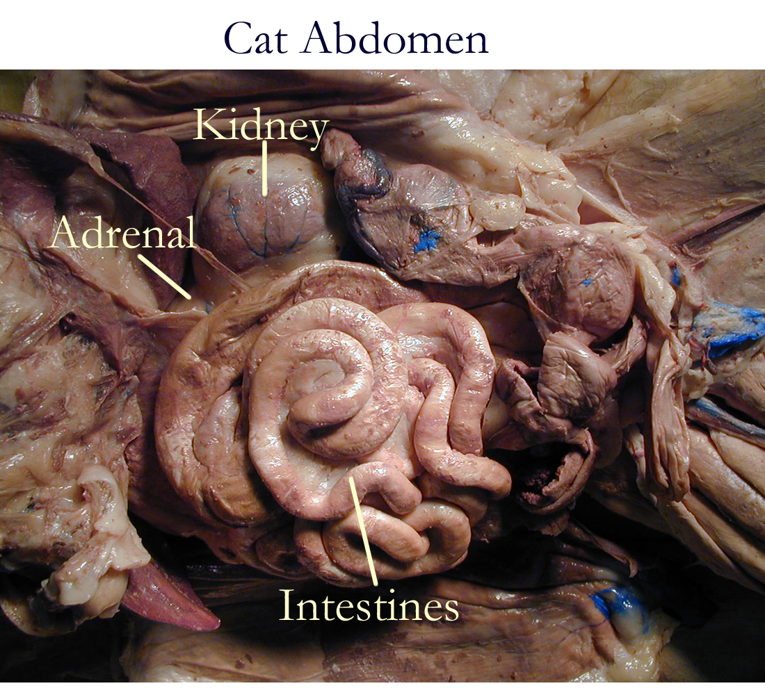 adrenal glands cat