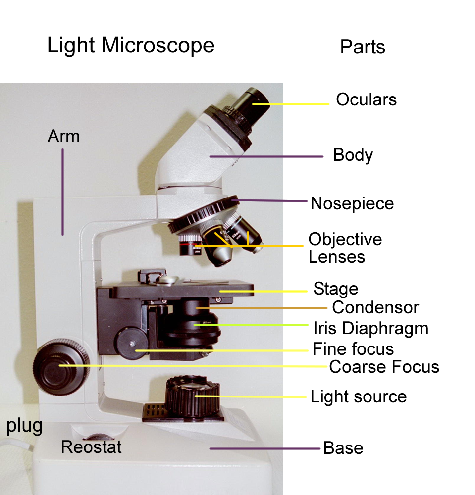 microscope-quiz-answers