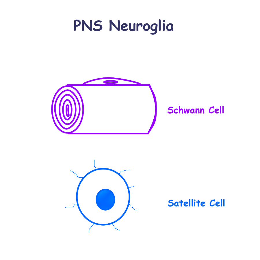 Biology 2404 A P Basics