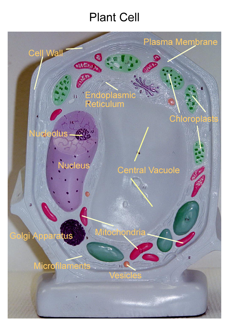 Biology 2404