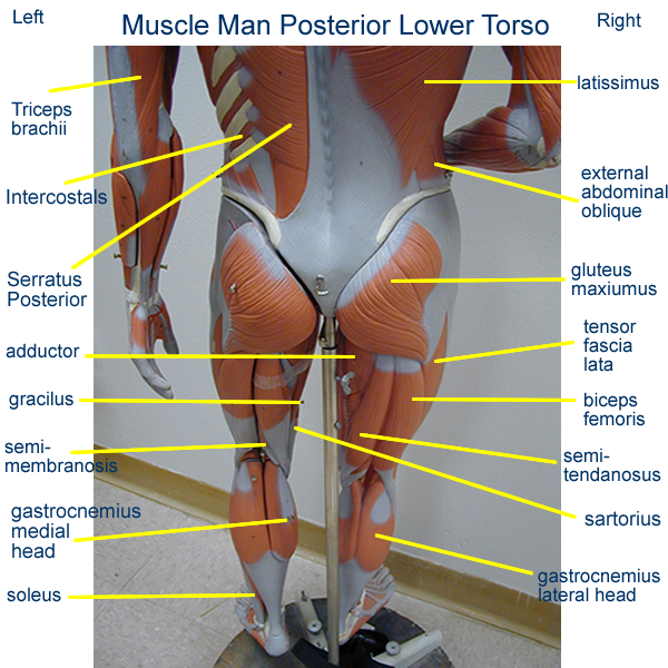 Lower Leg Muscle Labeled