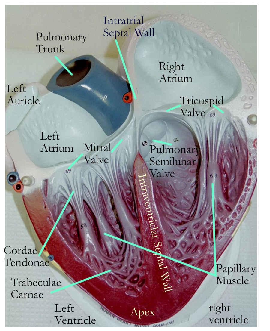 Pin by Daffodilcooper on BSC2086 | Circulatory system