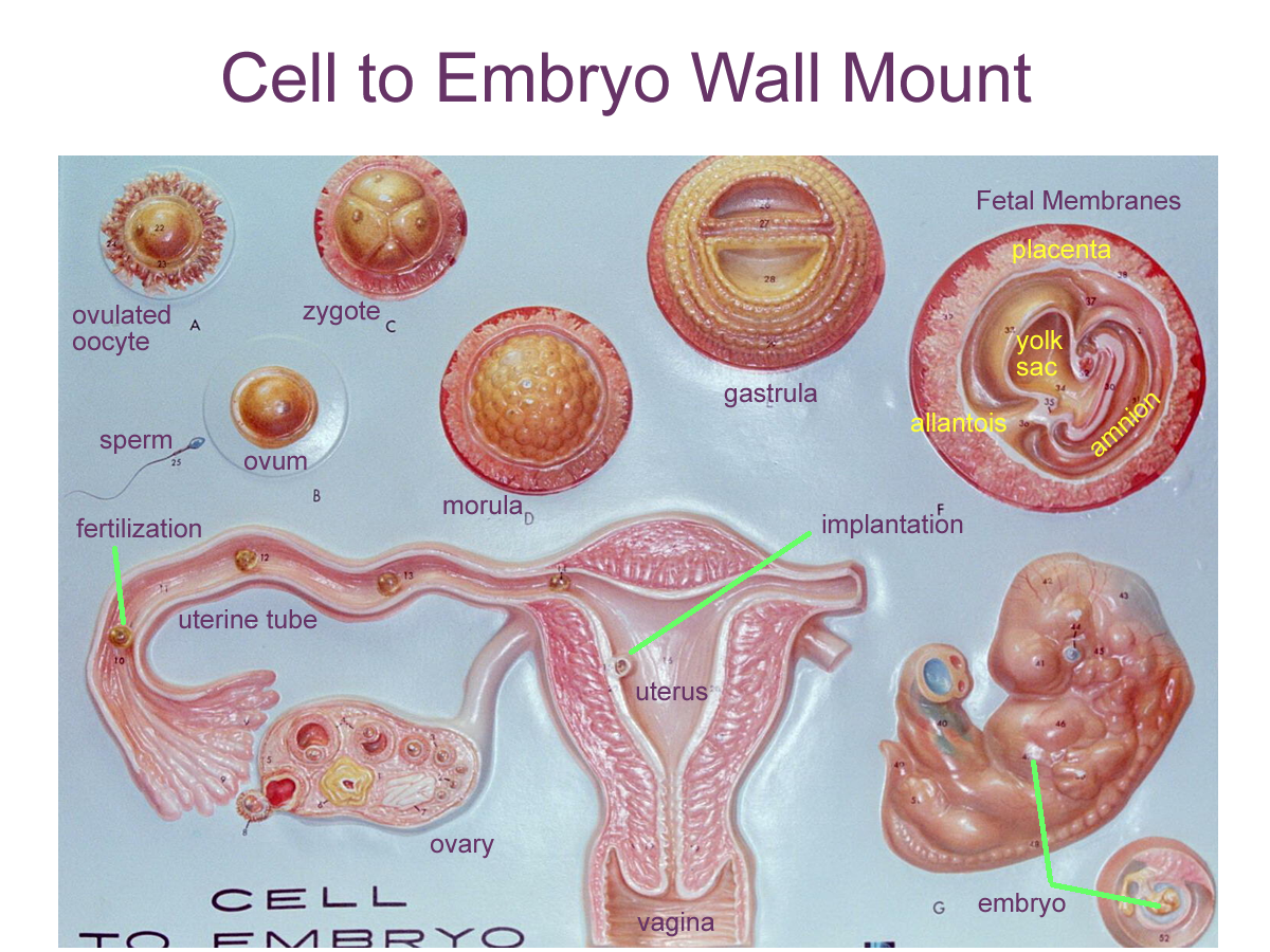 embryo development in uterus