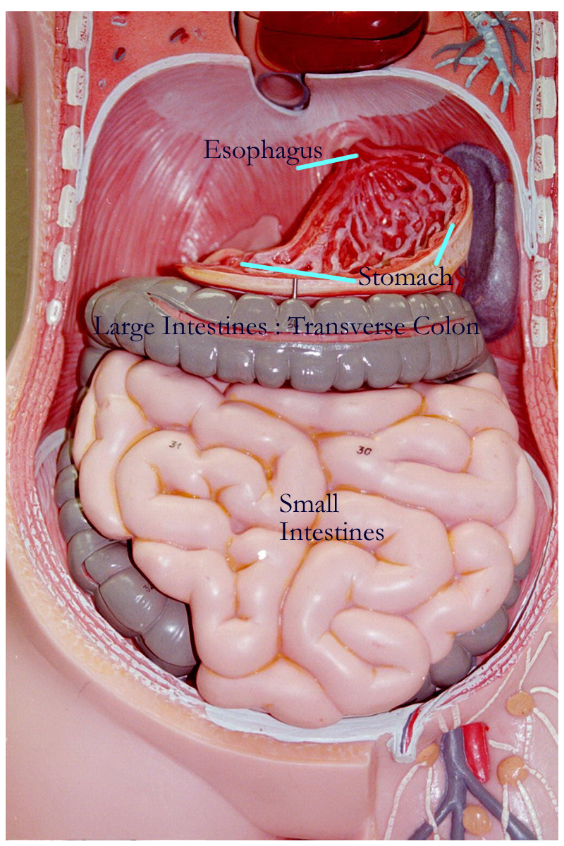 Large intestine function — Science Learning Hub