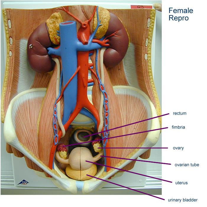  Female Pelvis Reproductive Anatomy Model, Pelvic Cavity Model  with Muscular, Urinary, Reproductive System and Numbered Mark, Detachable 3  Parts, Real Details, for Educational, Studying Tool : Home & Kitchen