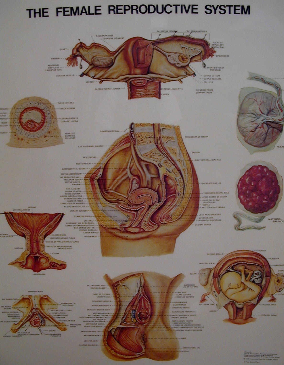 Uterus Ovary Anatomical Model Vagina Genitourinary Model Gynecological Reproductive Teaching Aids Tool Size : 16x20cm